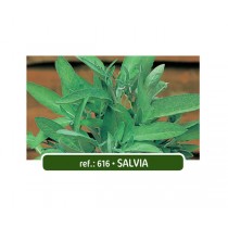 NAT SALVIA (616)