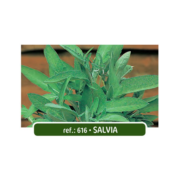 NAT SALVIA (616)